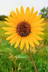 False Sunflower - Pine Ridge, South Dakota