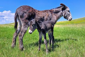 Black Hills, Mare & Foal Burro - South Dakota