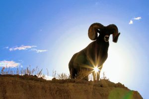 Badlands, Bighorn-Ram - South Dakota