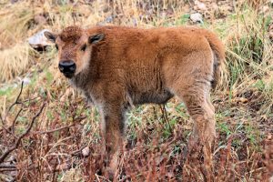 'lil cinnamon' - Pine Ridge, South Dakota