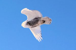 Snowy Owl - Pine Ridge Reservation, South Dakota