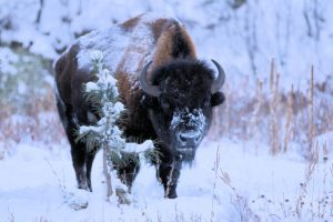 Lakota Bull Buffalo - Pine Ridge, South Dakota