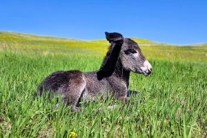 Black Hills, Burro-Foal South Dakota