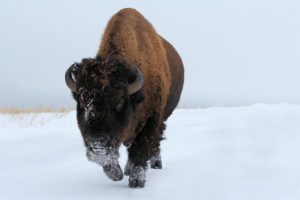 Lakota Bull Buffalo - Pine Ridge, South Dakota