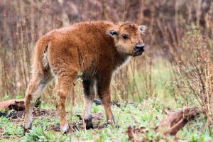 'lil cinnamon' - Pine Ridge, South Dakota