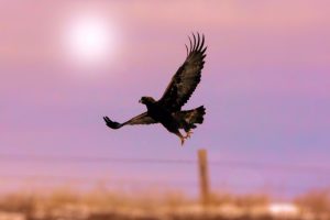 Lakota Golden Eagle - Oglala Sioux Nation Pine Ridge Reservation, South Dakota