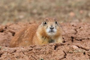 Pine Ridge Prairie Dog - Oglala Lakota Nation, South Dakota