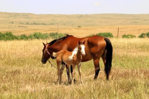 Kyle, Mare & Colt - Oglala Lakota Nation - Pine Ridge