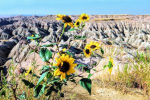 Sunflowers - Badlands, South Dakota