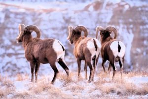 Badlands Bighorn-Rams - South Dakota