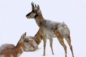 Pronghorn - Pine Ridge, South Dakota