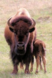 Mother & Baby Buffalo - Pine Ridge, South Dakota