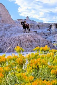 Badlands Bighorn-Ram - South Dakota