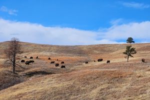 Grazing Buffalo - Oglala Lakota Nation - Pine Ridge, South Dakota