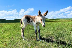 Black Hills, Burro Foal