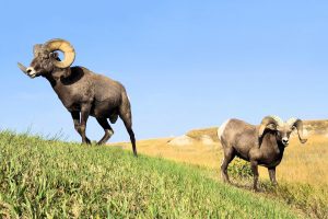 Badlands Bighorn-Rams - South Dakota