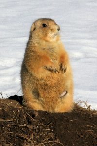 Pine Ridge Prairie Dog - South Dakota