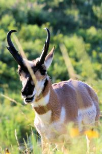 Oglala Lakota Nation, Pine Ridge Pronghorn - South Dakota