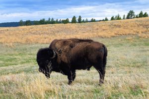 Pine Ridge Reservation - Bull Buffalo