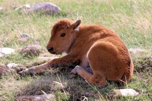 'lil cinnamon' - Pine Ridge, SD