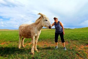 Black Hills Burro - South Dakota