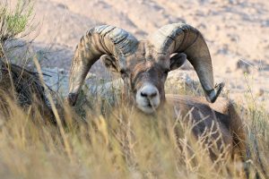 Badlands Bighorn-Ram - South Dakota