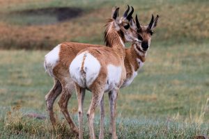 Pronghorn Bucks - Oglala Sioux Tribe, Pine Ridge, South Dakota