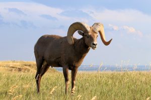 Badlands Bighorn-Ram - South Dakota