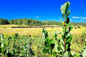 Grazing Buffalo - Oglala Lakota Nation - Pine Ridge, South Dakota