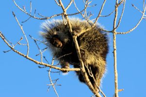 Pine Ridge Porcupine