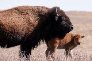 Mother and Baby Buffalo - South Dakota